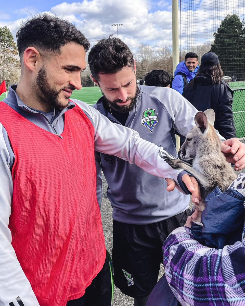 MLS's tweet photo. so there was a kangaroo at @SoundersFC training today

📸: @SoundersFC https://t.co/8rL4uzwmYi