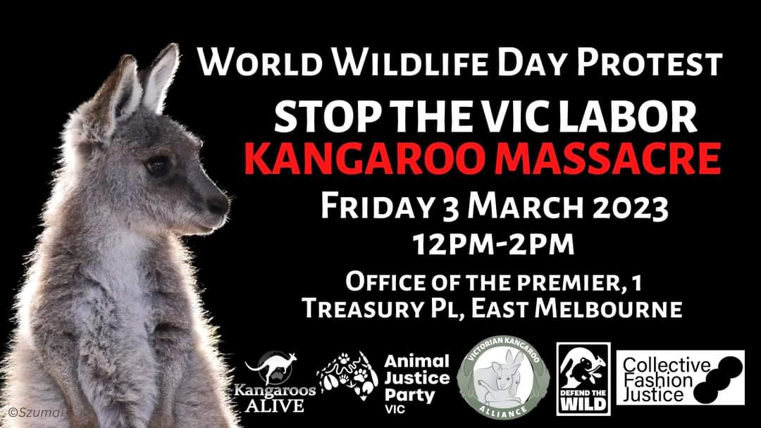 'There are plenty of opportunities to be the voice for #kangaroos in the coming weeks, all hopping off with #WorldWildlifeDay
ADELAIDE: 11.30am Friday 3rd Rundle Mall.
MELB: 12 noon Fri 3rd 
Office of the Premier.
SYDNEY: 12 noon Sat. 4th.'
is.gd/QgN5Yw
@kangaroosalive
