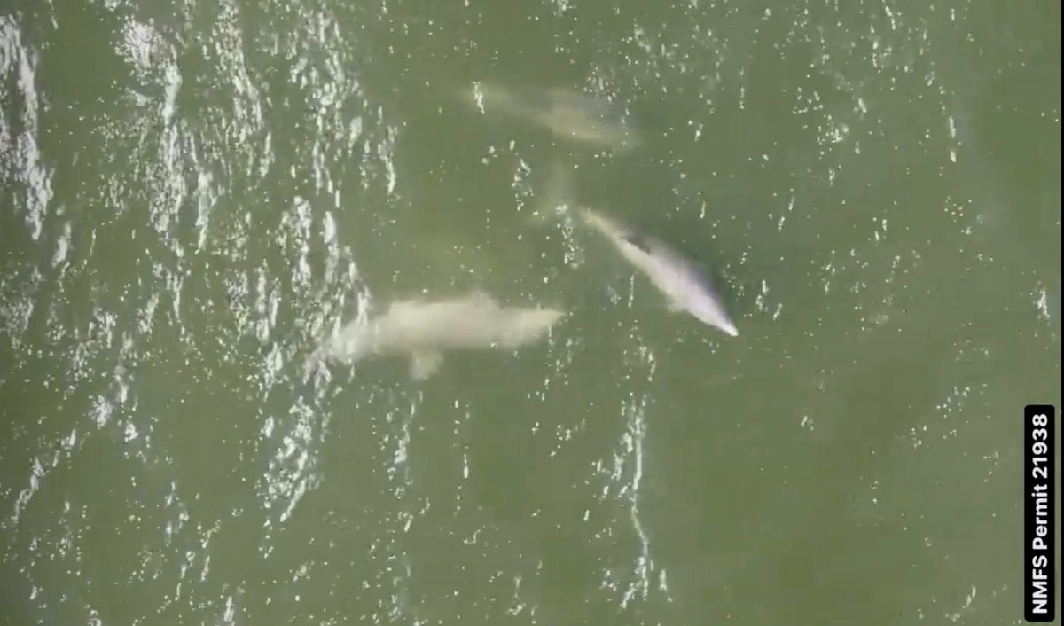 Grice Marine Lab tweet media