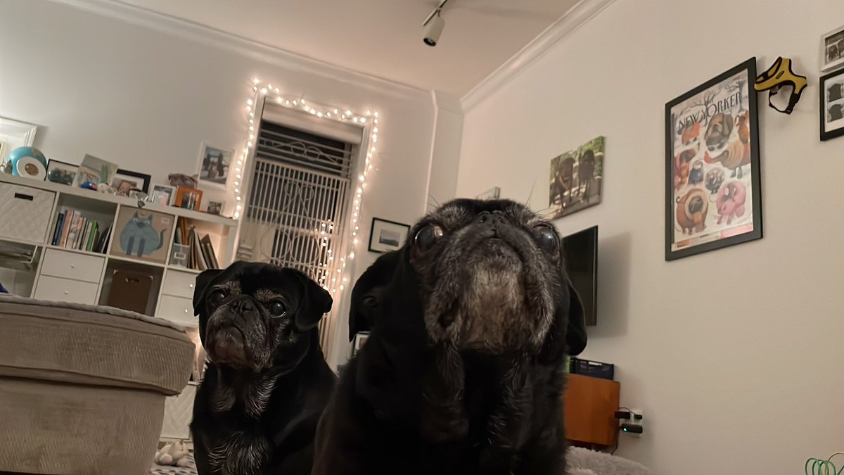 Hamilton Pug tweet media
