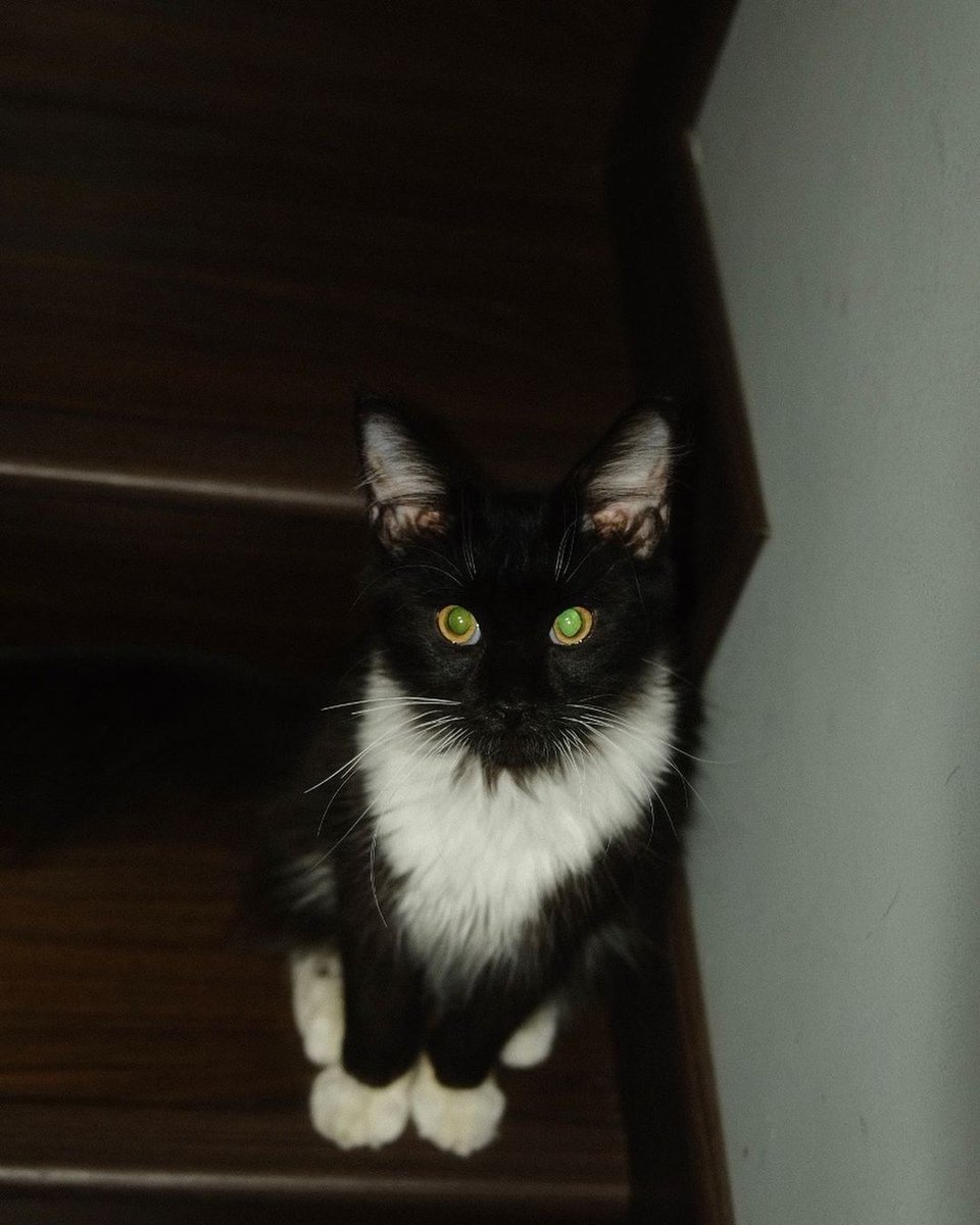 arichives's tweet photo. tuktuk wearing a tuxy twinning with a tuxedo cat
#ARIIRHAM https://t.co/68mtff2AV5
