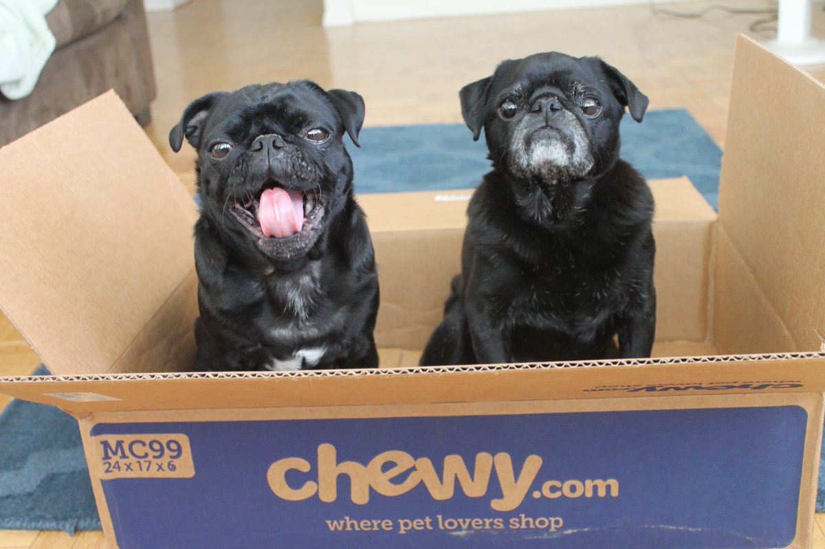 Hamilton Pug tweet media