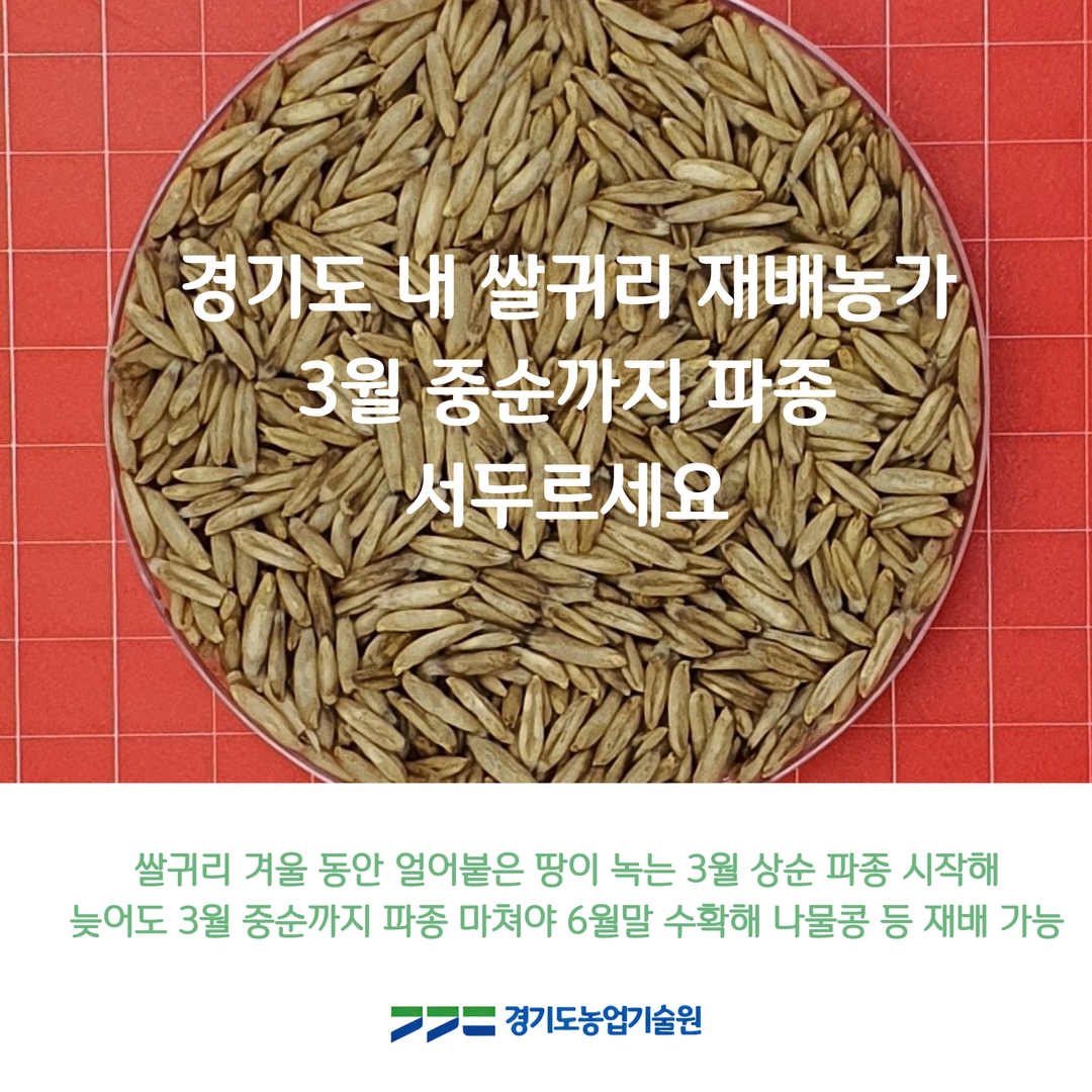 경기도에서 봄철 #쌀귀리 재배 후
이모작으로 #나물콩 등을 재배할 경우 
쌀귀리 '#조양' 품종 #3월_중순까지 파종해야 
6월 하순에 수확 후 나물콩 등 #이모작 가능

특히 경기 북부지역 올해 겨울 추위 지속돼
땅이 녹는 즉시 쌀귀리 씨뿌리기 시작해야

🔎자세히보기 url.kr/1y5x2n