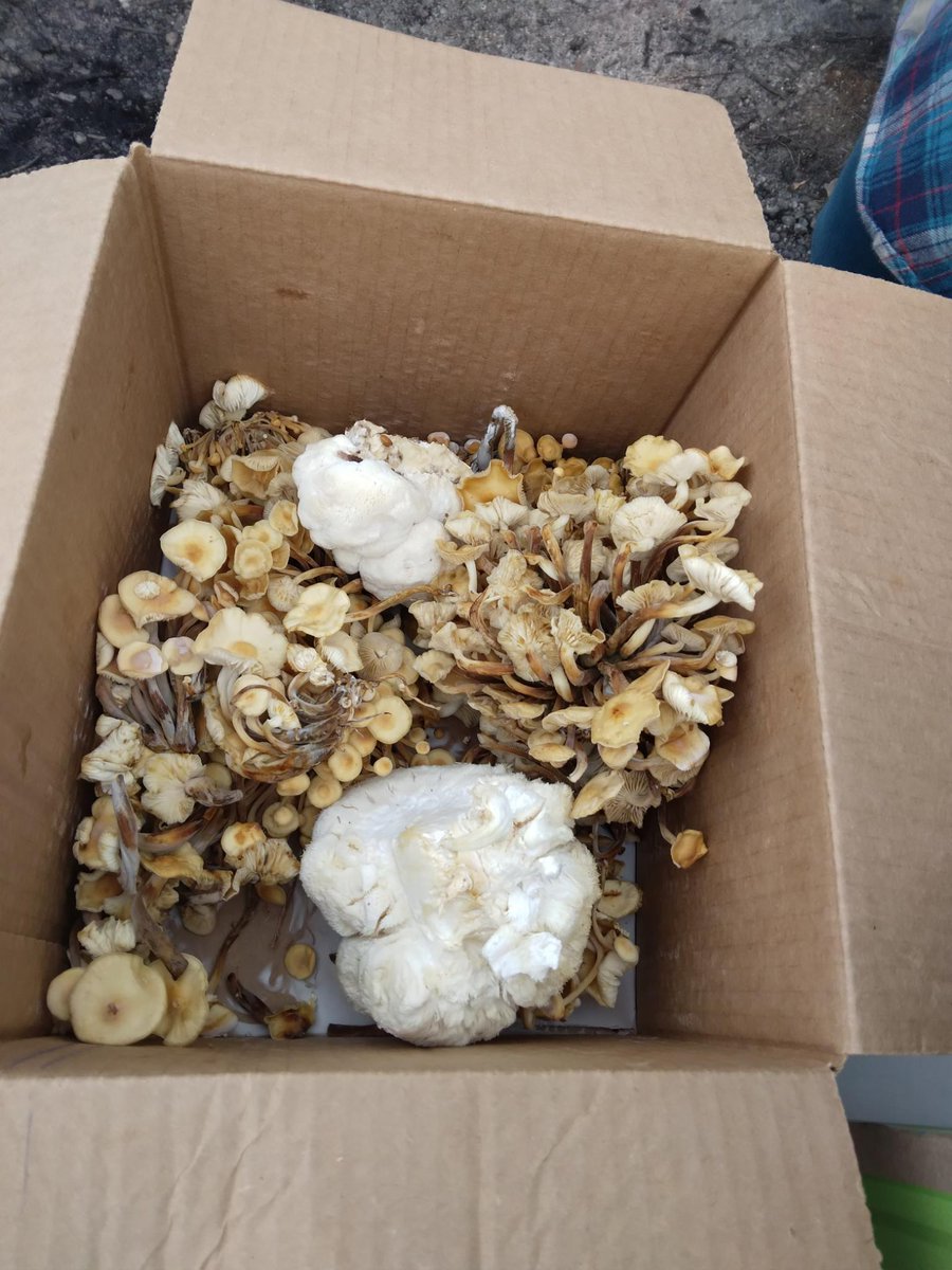 defendATLforest's tweet photo. Lion's mane and golden enoki, now at the free food distro &amp; potluck in Weelaunee People's Park! 

(Submitted to us. Come to the forest!) https://t.co/l6rPJwrFCX