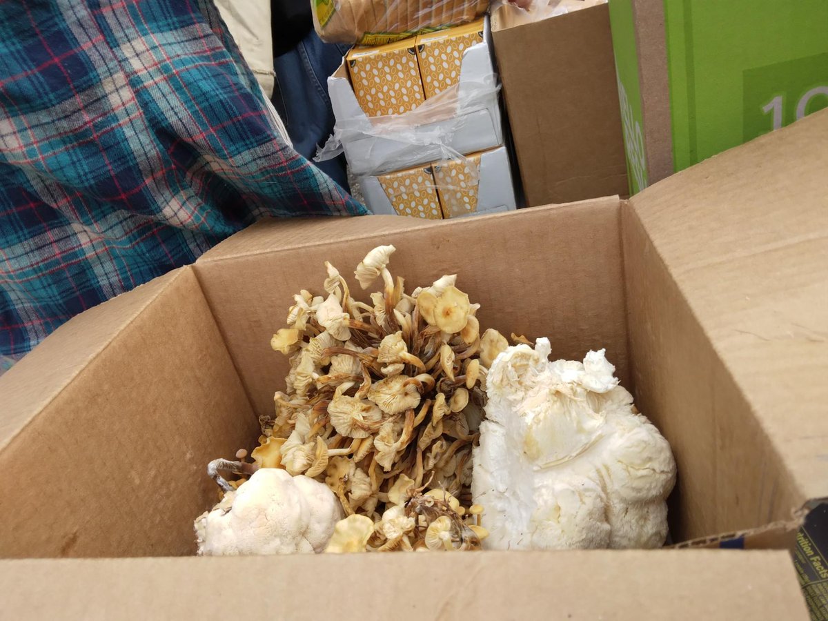 defendATLforest's tweet photo. Lion's mane and golden enoki, now at the free food distro &amp; potluck in Weelaunee People's Park! 

(Submitted to us. Come to the forest!) https://t.co/l6rPJwrFCX