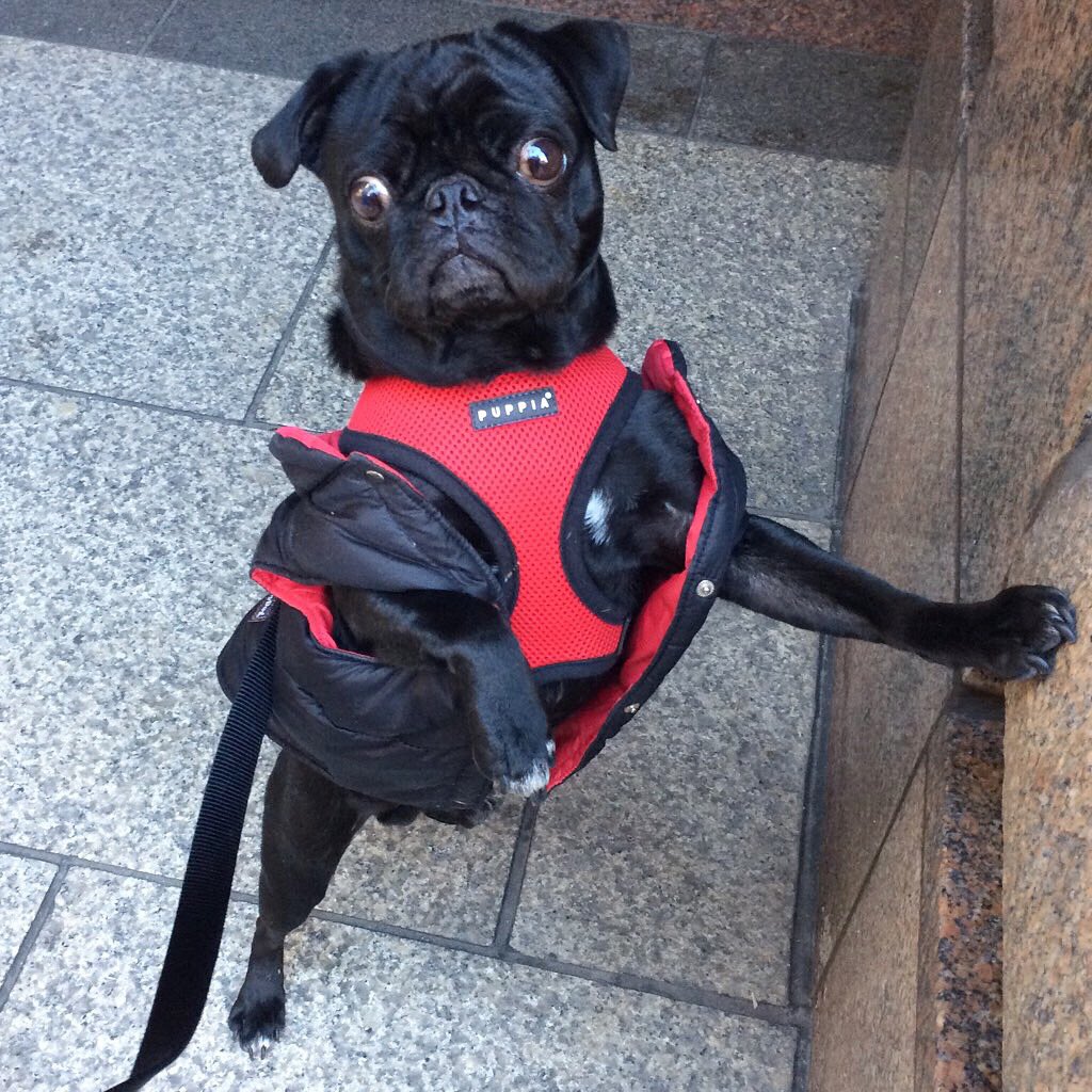 It depends what kind of animals, but I’m generally pretty anti other animals. #pugchat