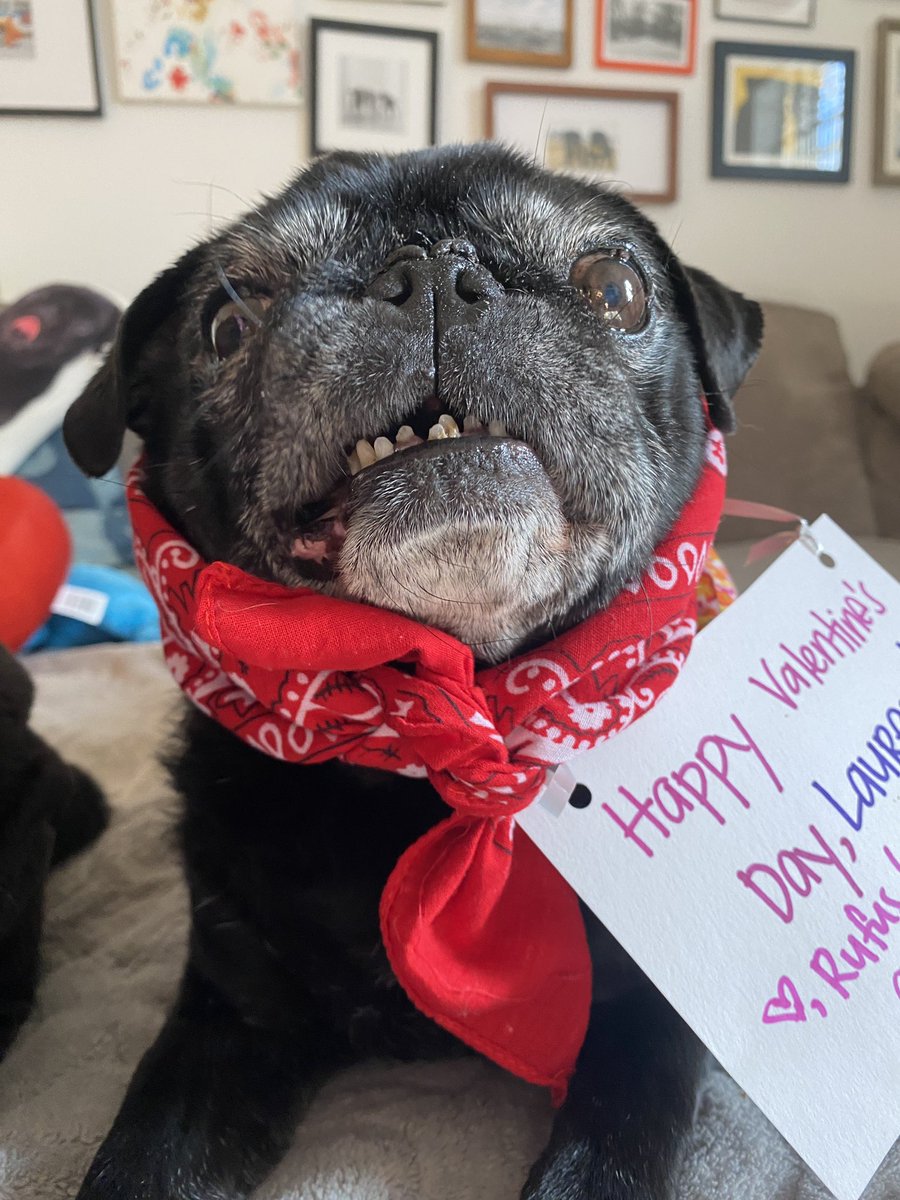 A3 you could say I look good in just about anything #pugchat