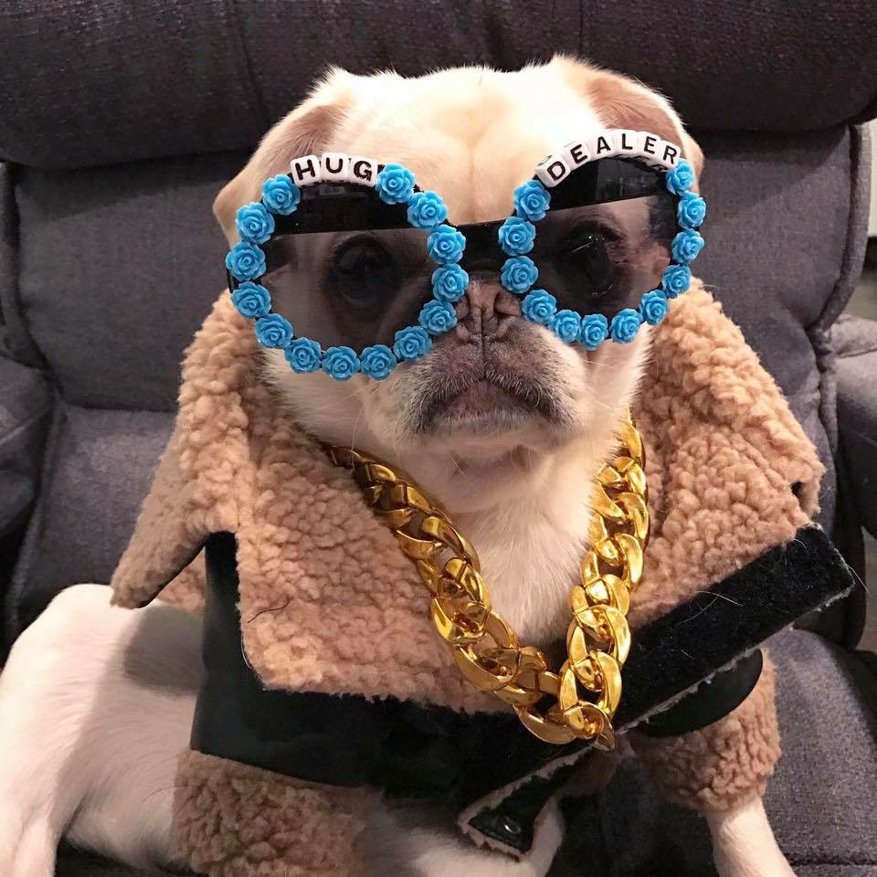 A3: Marshmallow says he is the king of accessories 🤣
#pugchat