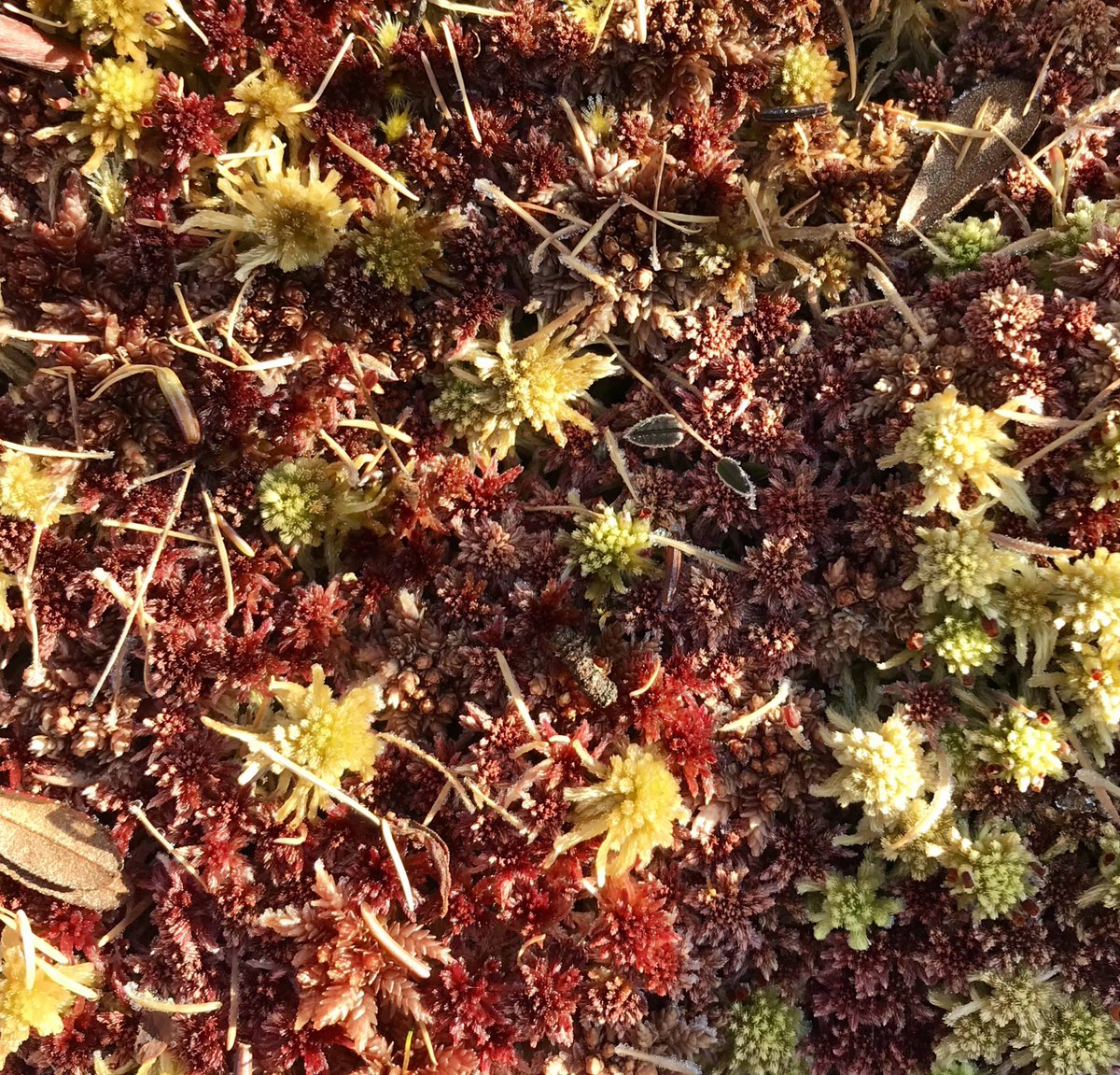 queenofpeat's tweet photo. Sphagnum moss doing its thing. Isn’t it stunning? https://t.co/7wq1SVEo9N