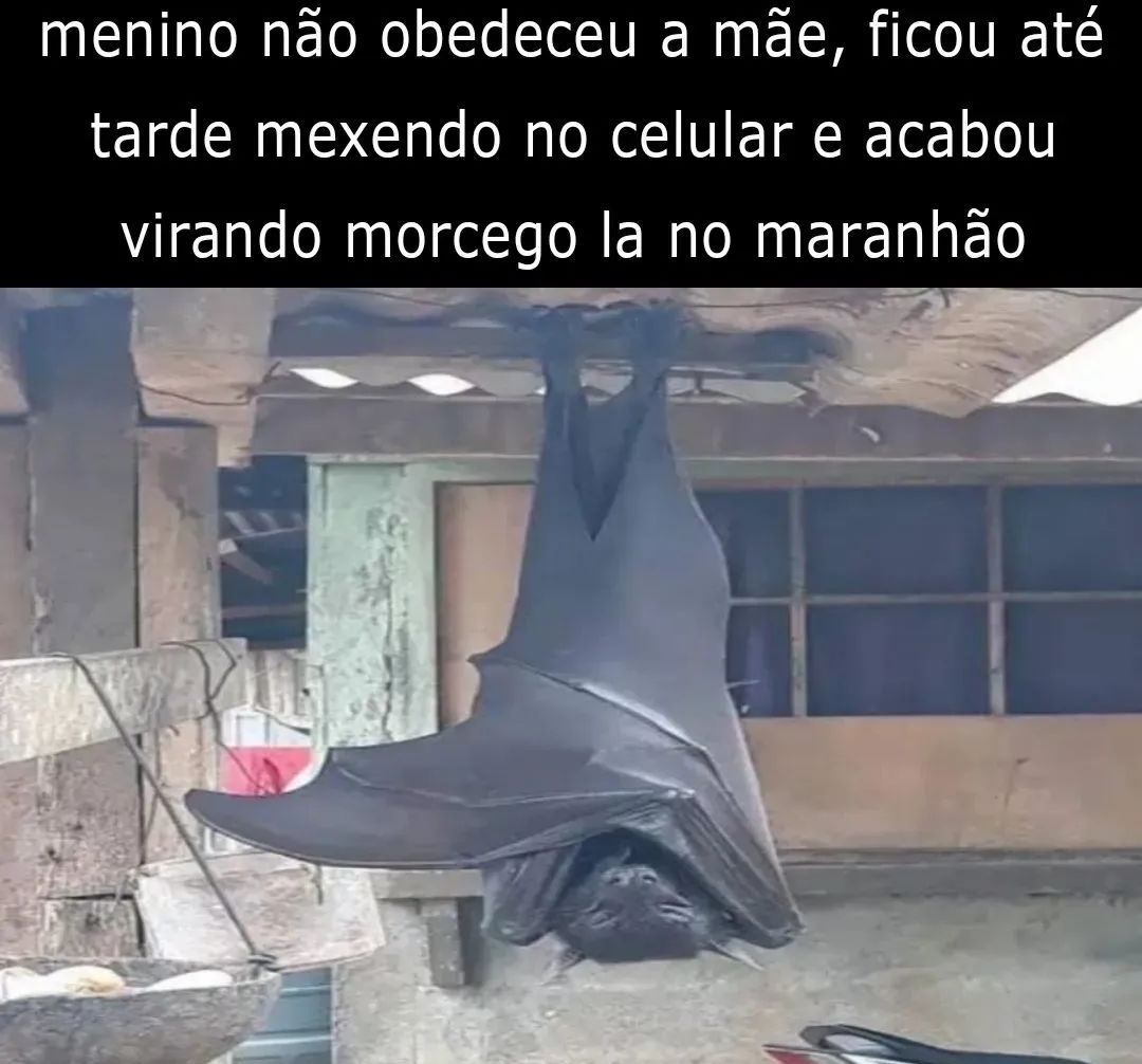 shitpostverdade tweet picture