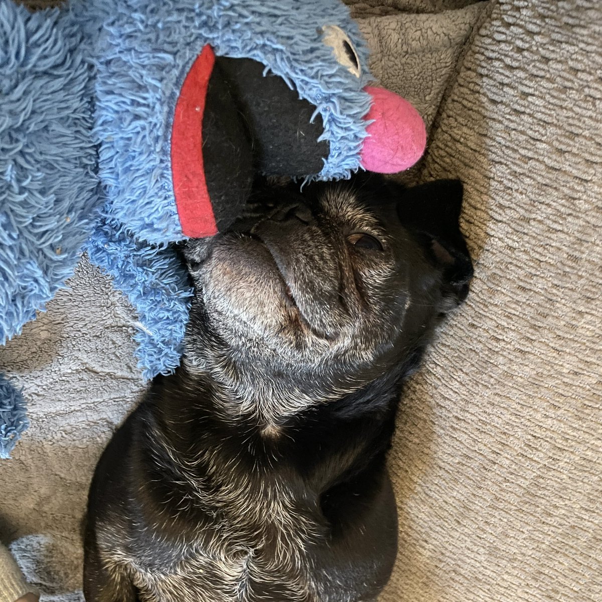 Hamilton Pug tweet media