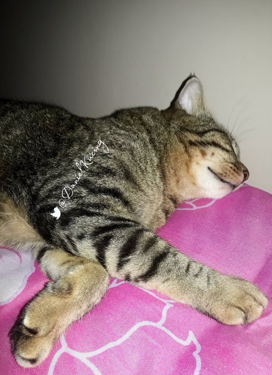 DanielKucing's tweet photo. Kisses never wake him up. He's very cuddly and warm 🐾😻🐾 https://t.co/oeZTdjXewa