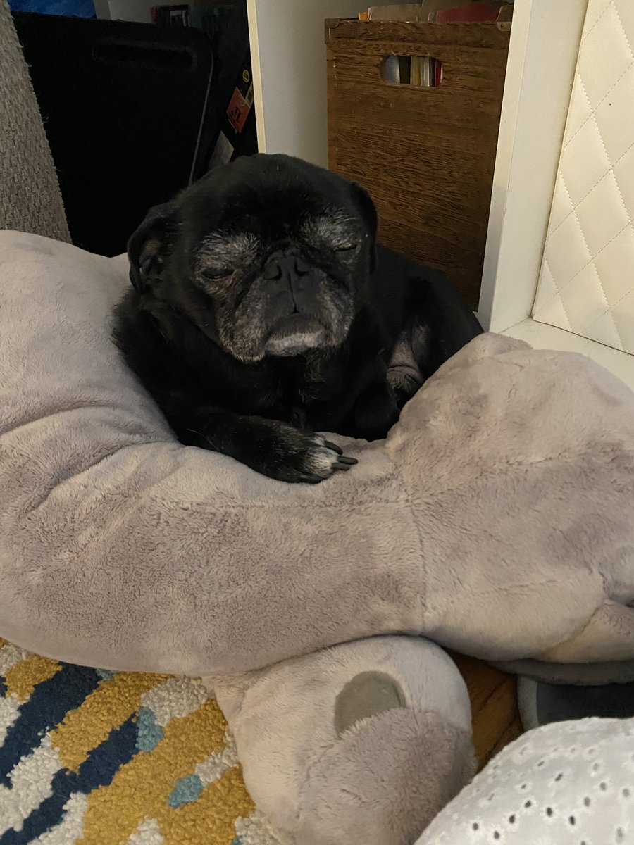 A4 i like to go back inside #pugchat