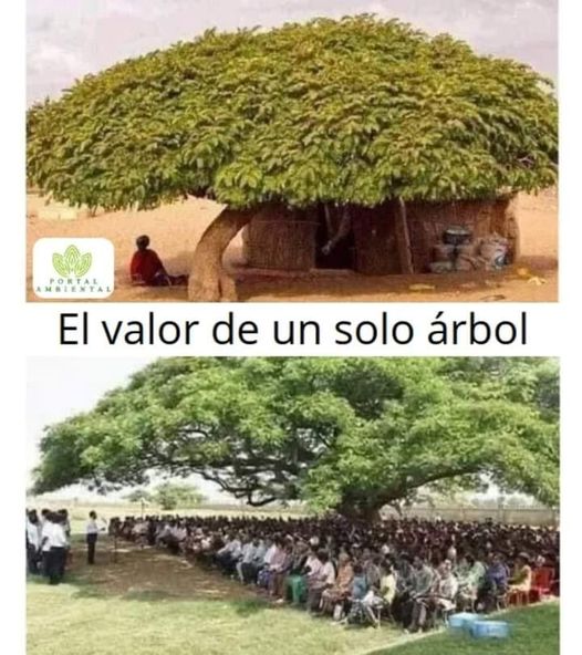 ecopracticas's tweet photo. #Arboles https://t.co/ScQo5oeXgX
