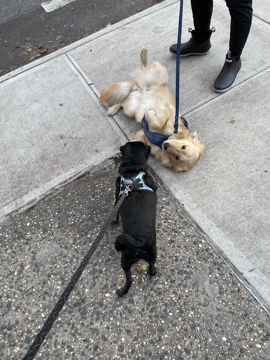 Hamilton Pug tweet media