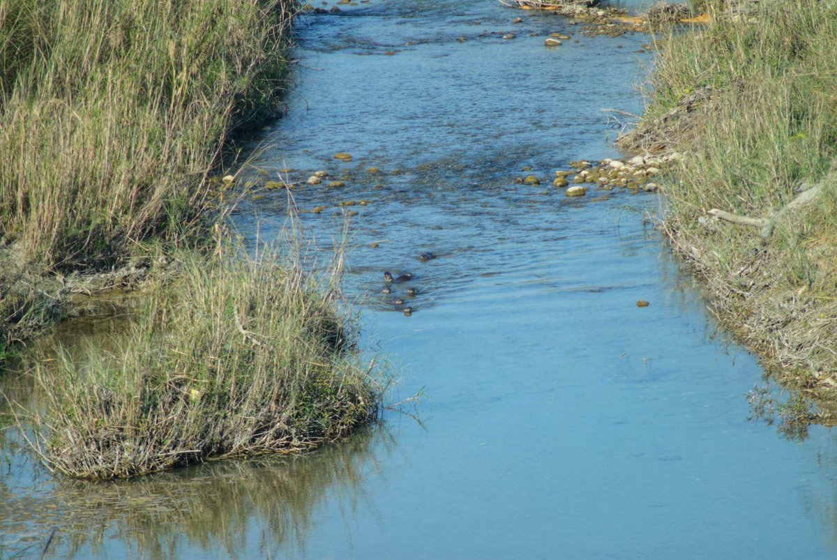 OtterOfHimalaya's tweet photo. Otter family of Bardiya!!
Photo by: Shusila Chetri
#OttersOfHimalayas #HimalayanOtterNetwork #togetherforotters #weloveotters #otters #NepalOtters
#OttersOfHimalayas #HimalayanOtterNetwork #OtterLove #weloveotters #IUCNOSG #TogetherForOtters https://t.co/JNmI4YzsOO