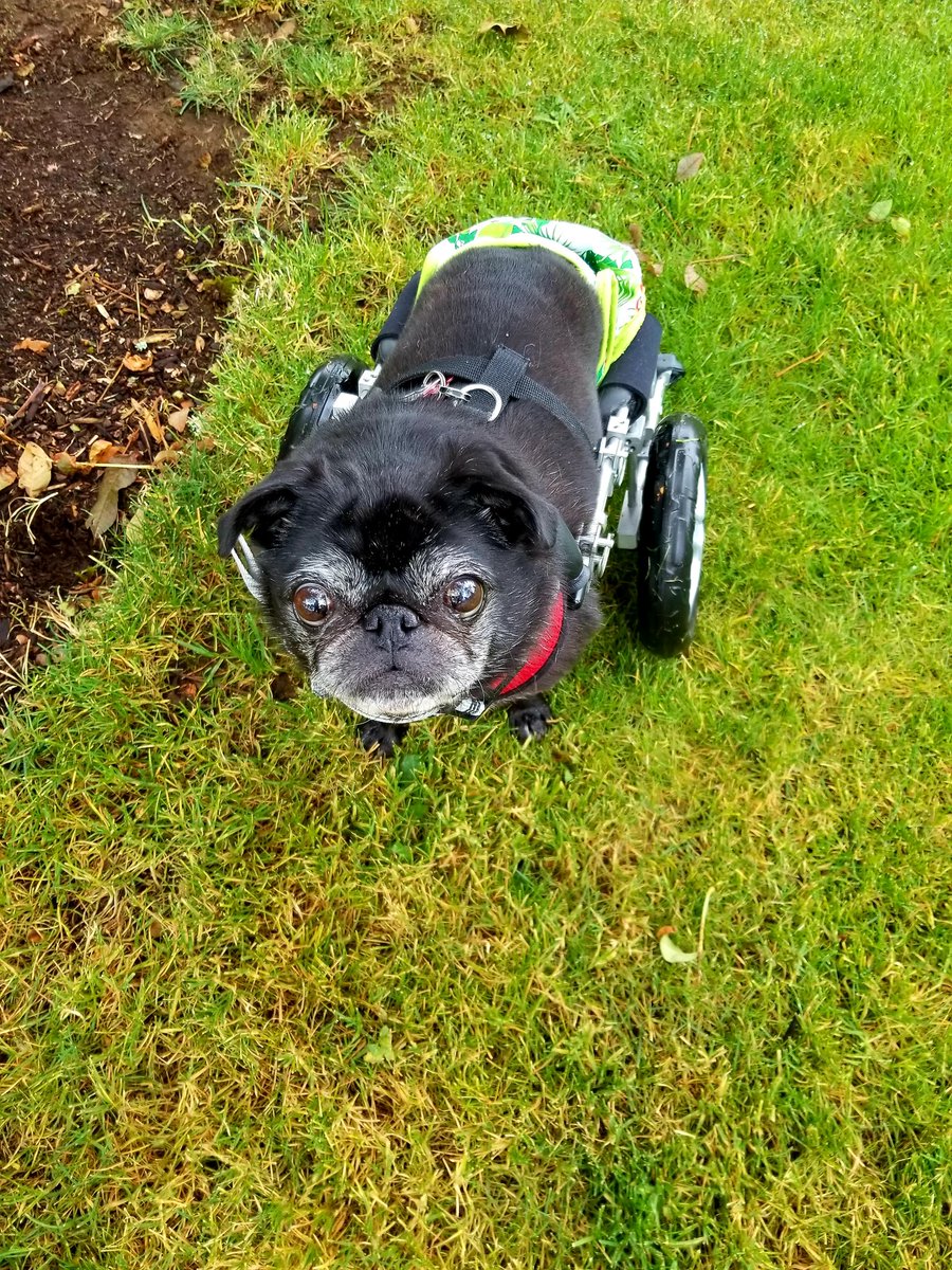 A4: she loves to cruise around in her @eddieswheels #pugchat