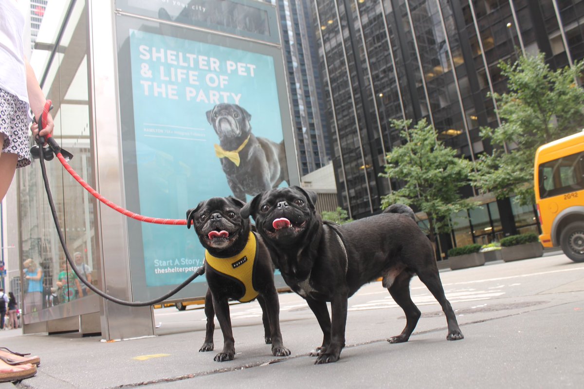 Hamilton Pug tweet media