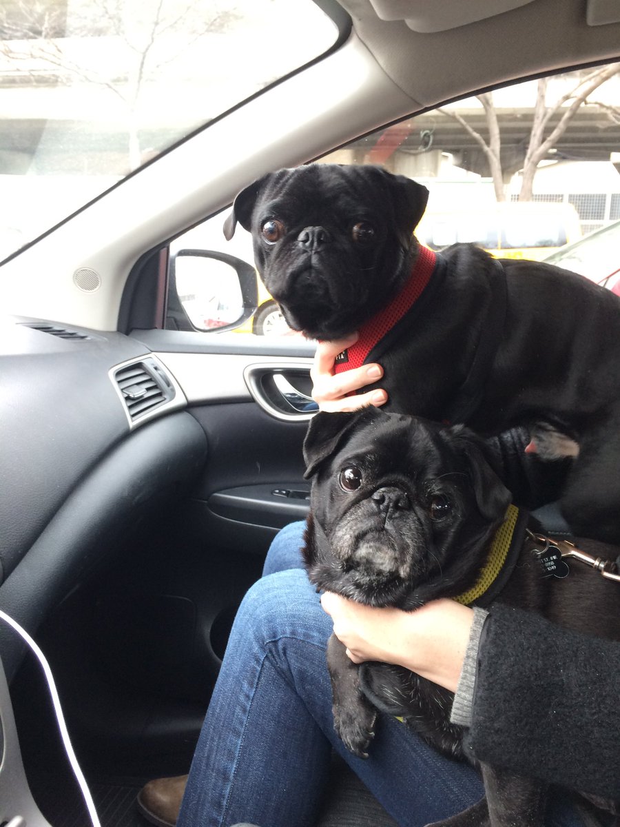 Hamilton Pug tweet media