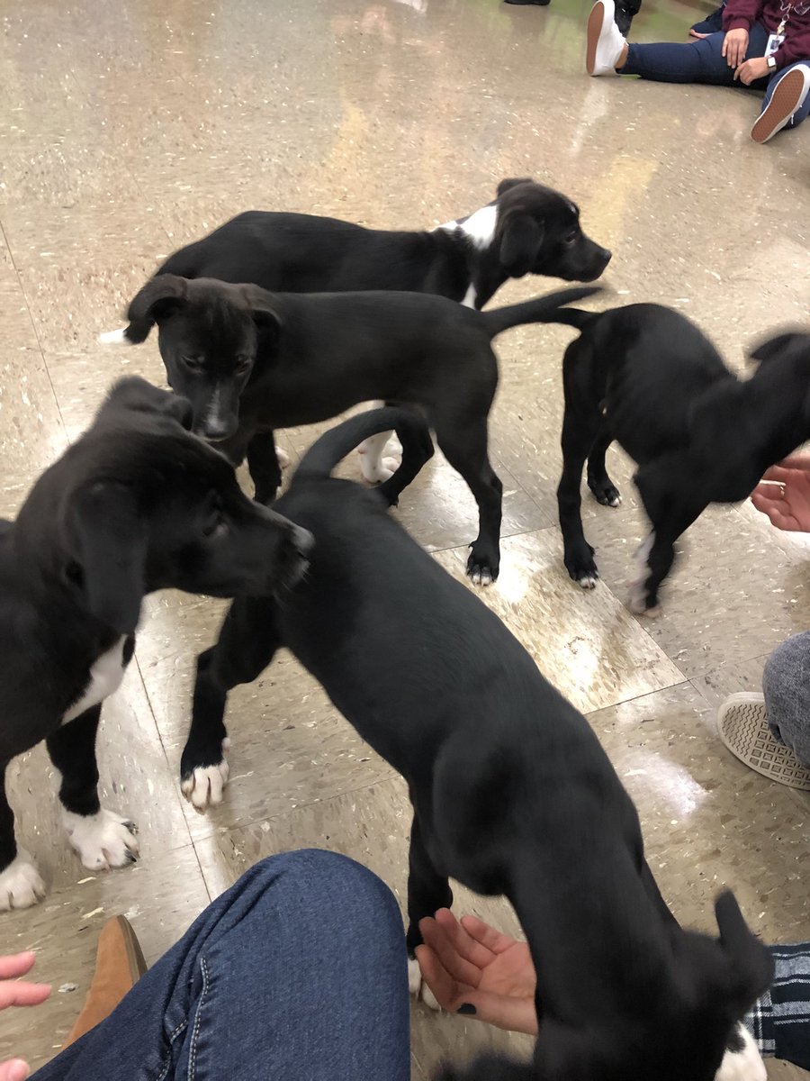 MrsJinGradeK's tweet photo. The best way to bring joy to staff- Puppy PD Wednesday! ❤️ 🐶 #Georgetown #GTstrong @Georgetown204 https://t.co/L4urHDWx6O