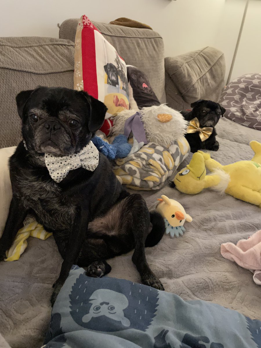 Hamilton Pug tweet media