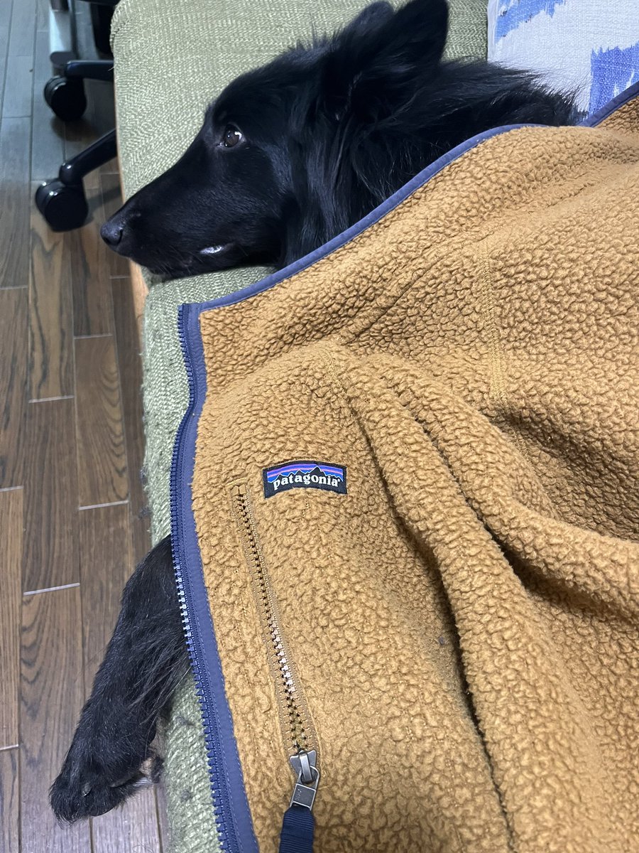 パタゴニアが若者から見るダサいブランドってマジ!? 