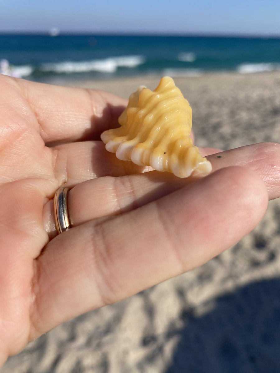 olgavandijk's tweet photo. Just found this yellow dog head triton while #shelling on #SingerIsland. It was twirling at my feet! Isn’t it beautiful?
It’s a gorgeaous beach day at the #palmbeachshore Fl ! ☀️
.
#dogheadtriton
#tritonshell #yellowshell https://t.co/mpDgScXllF
