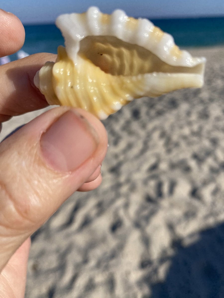 olgavandijk's tweet photo. Just found this yellow dog head triton while #shelling on #SingerIsland. It was twirling at my feet! Isn’t it beautiful?
It’s a gorgeaous beach day at the #palmbeachshore Fl ! ☀️
.
#dogheadtriton
#tritonshell #yellowshell https://t.co/mpDgScXllF