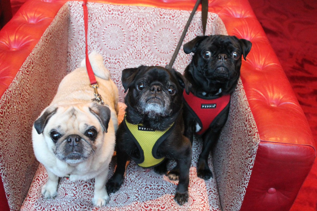 Hamilton Pug tweet media