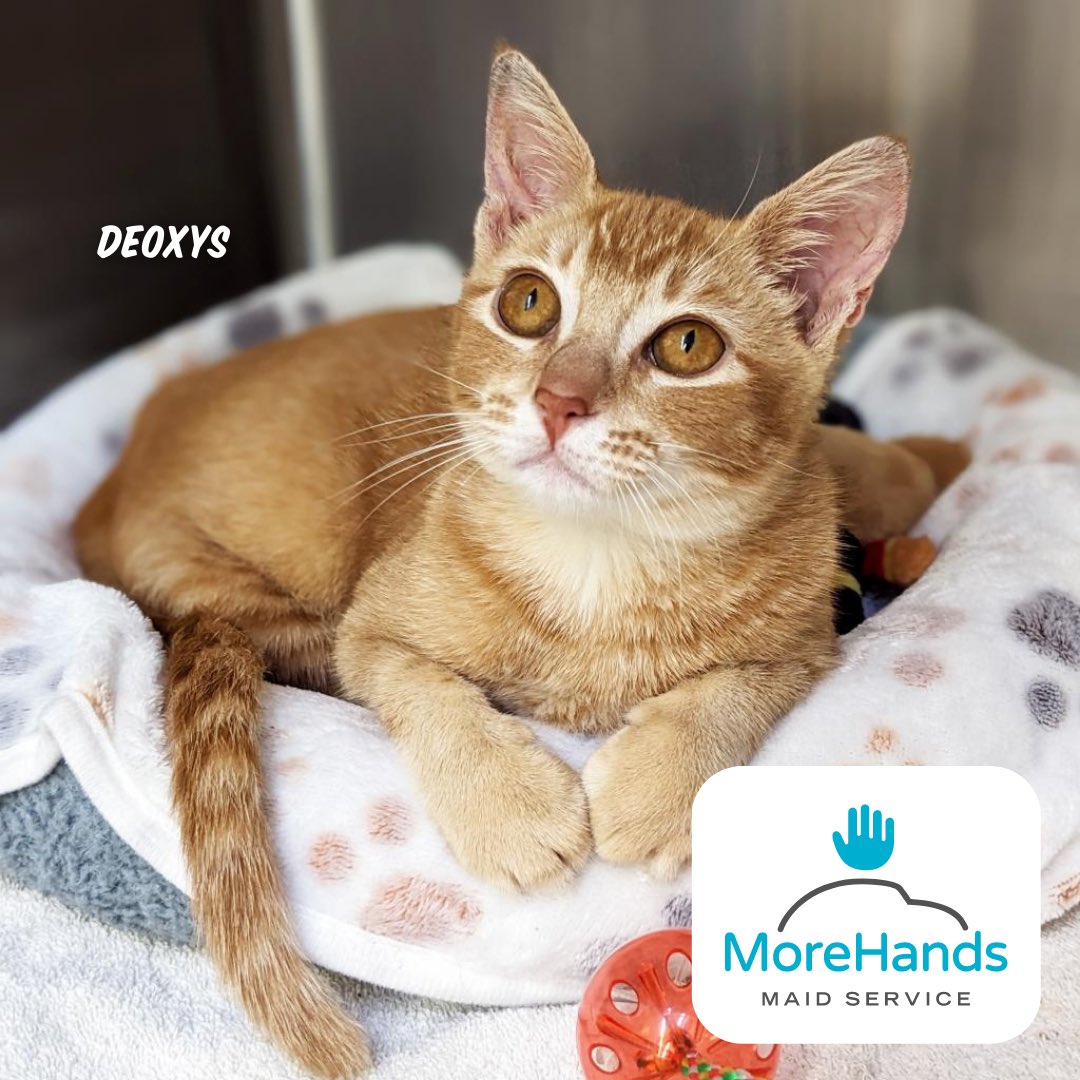 austinpetsalive's tweet photo. 1 hour down, 23 more to go; $59K donated, $141K more to raise to help pets like Deoxys! 

Thanks to More Hands Maid Service + our $100K match, your gift right now will make three times the impact from 7-8PM! Donate now: https://t.co/DFWCbVV7Rz https://t.co/T8V4e2osZc