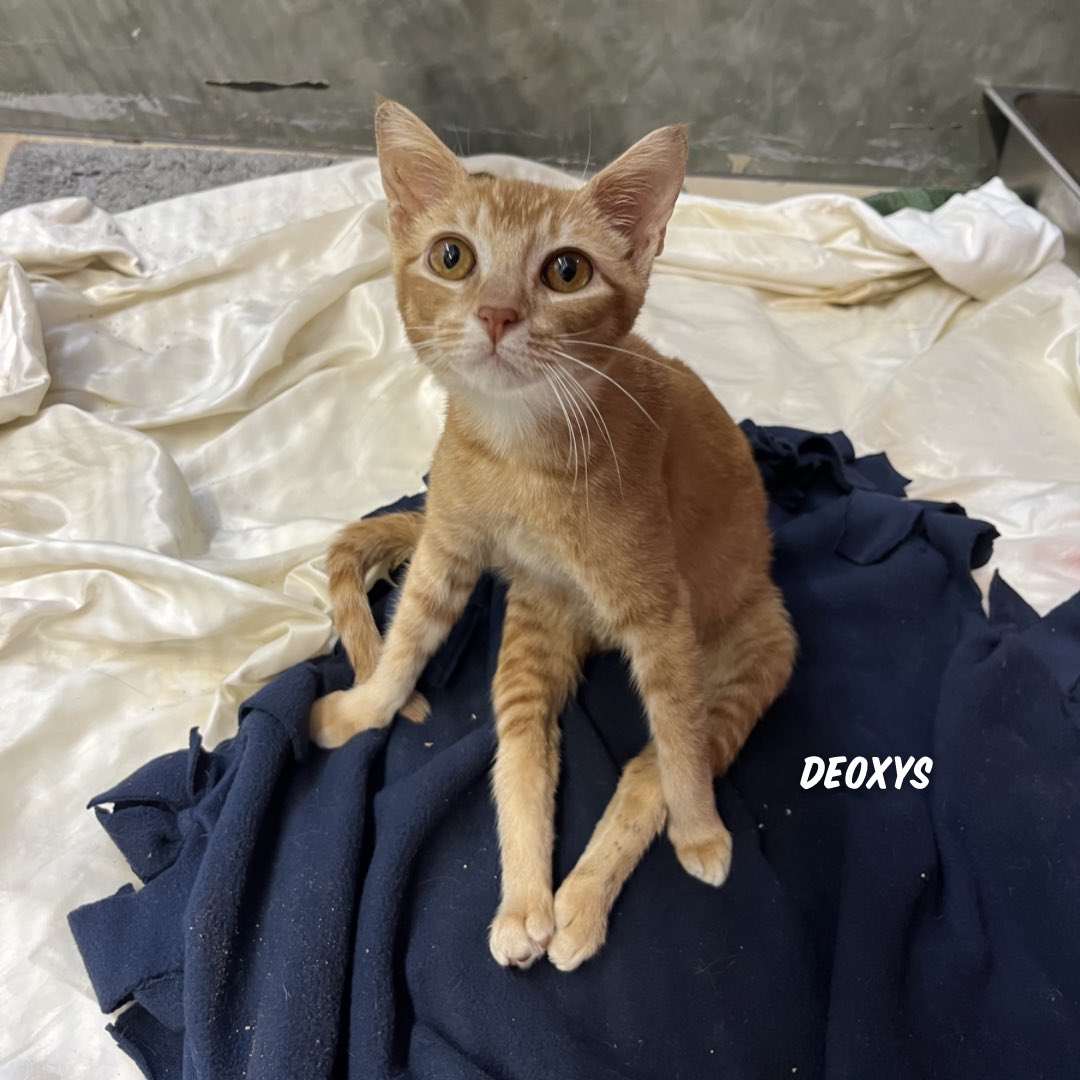 austinpetsalive's tweet photo. 1 hour down, 23 more to go; $59K donated, $141K more to raise to help pets like Deoxys! 

Thanks to More Hands Maid Service + our $100K match, your gift right now will make three times the impact from 7-8PM! Donate now: https://t.co/DFWCbVV7Rz https://t.co/T8V4e2osZc