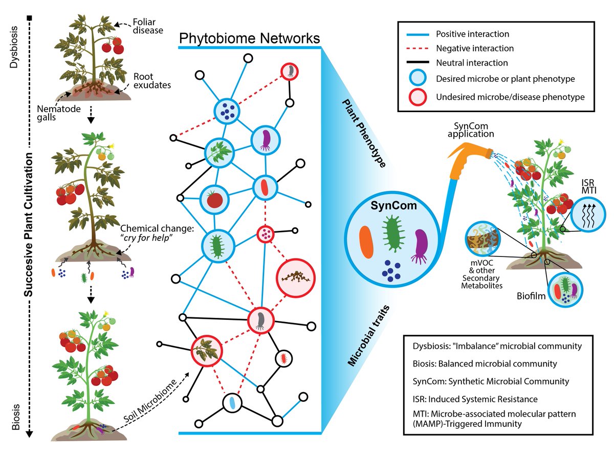Samuel Martins (@samjmartins) on Twitter photo I am happy to share our just released paper on Synthetic Microbial Communities (SynComs) to improve plant heath. Now available for First Look @ <a href="/PhytopathologyJ/">Phytopathology®</a>. Thanks to the students <a href="/JosiePasche/">Josie Pasche</a> <a href="/hiagronomist/">Hiago</a> and all the collaborators <a href="/Garrett_Lab/">Karen Garrett</a> <a href="/TomiSci1/">Tomi Cernava</a> et al. <a href="/UFPlantPath/">UF/IFAS Plant Pathology Department</a> I am happy to share our just released paper on Synthetic Microbial Communities (SynComs) to improve plant heath. Now available for First Look @ <a href="/PhytopathologyJ/">Phytopathology®</a>. Thanks to the students <a href="/JosiePasche/">Josie Pasche</a> <a href="/hiagronomist/">Hiago</a> and all the collaborators <a href="/Garrett_Lab/">Karen Garrett</a> <a href="/TomiSci1/">Tomi Cernava</a> et al. <a href="/UFPlantPath/">UF/IFAS Plant Pathology Department</a>