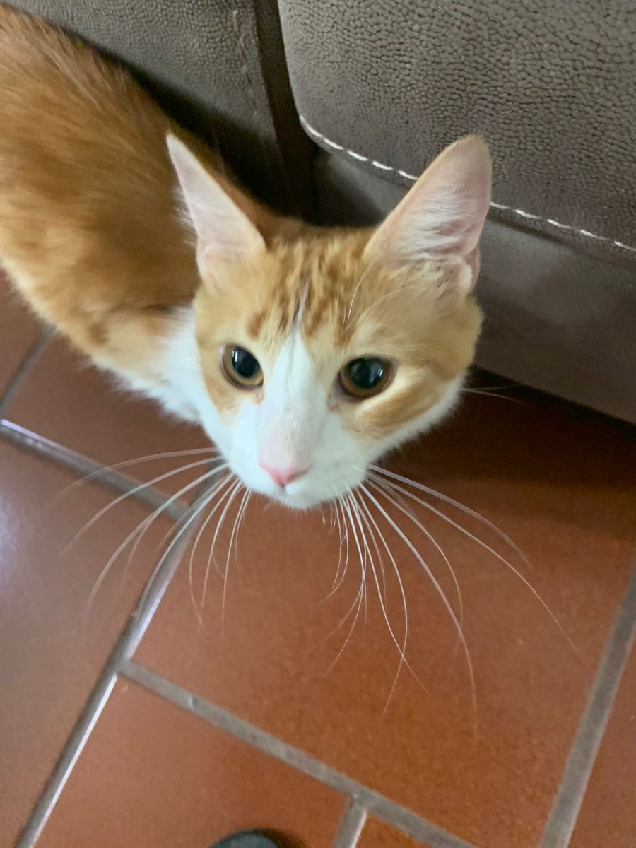 Maia fue abandonada en quilicura y ahora está en hogar temporal esperando adopción. es una hermosa gatita de 3 a 4 meses, está en proceso de vacunas y desparasitación.se entrega con contrato  a una familia súper responsable para q no vuelva a la calle nunca.wsp +56950007420