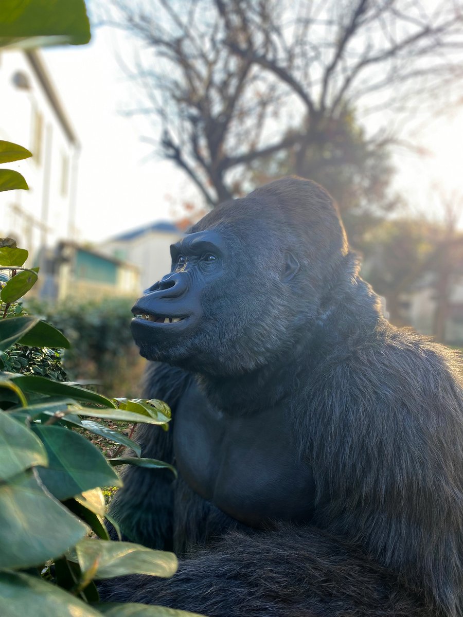 【制作事例 追加】
ライブハウス「GORILLA HALL OSAKA」の
ゴリラ着ぐるみをゼペットが制作しました。

限りなくゴリラに近い謎の生命体！？前代未聞のゴリラ店長として
ライブハウスで活動を行なっております🦍

詳細はこちら：
zeppet.com/ja/dn/?p=8727

#特殊造形 #特殊造型 #ゴリラ
#ゴリラホール