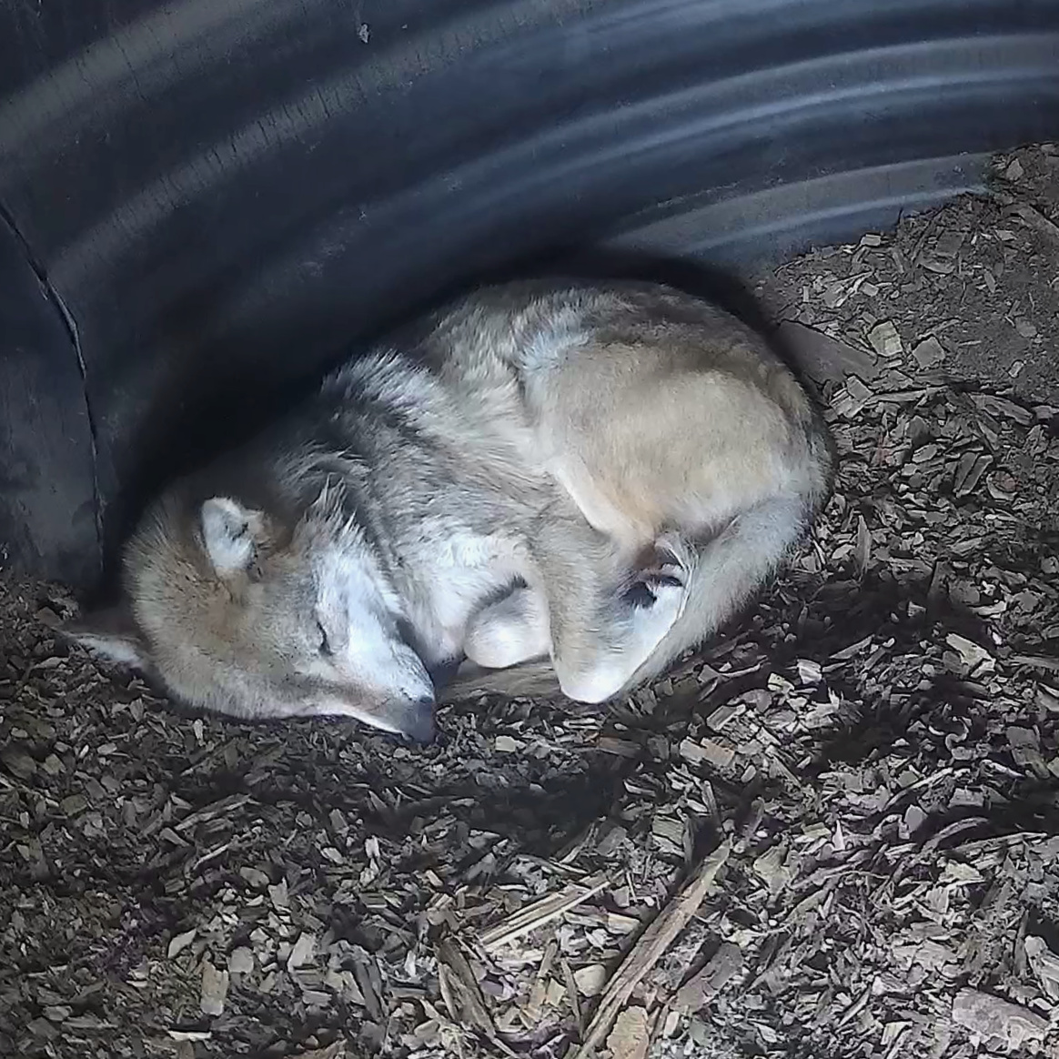 nywolforg's tweet photo. Goodnight 🐺 https://t.co/hBxlpShU7I