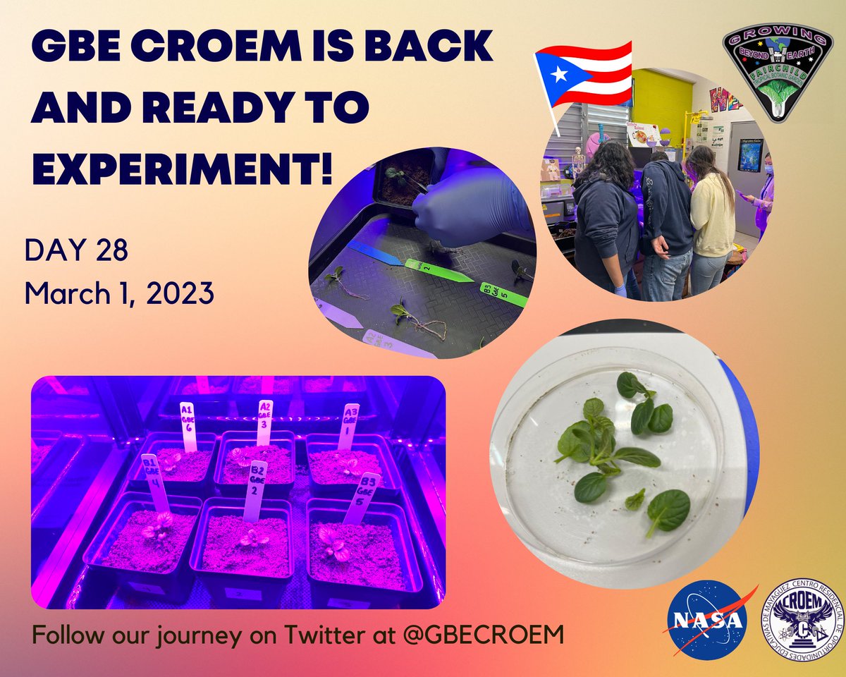 GBECROEM's tweet image. It's Harvest day! Today is our last day of this trial. We didn't get the results we hoped but we learn from our mistakes. 
@GrowBeyondEarth @FairchildChall @getMARSfarm @NASA @adamonzon @escuelaCROEM @EDUCACIONPR @gbeprcroem @vtvargas1