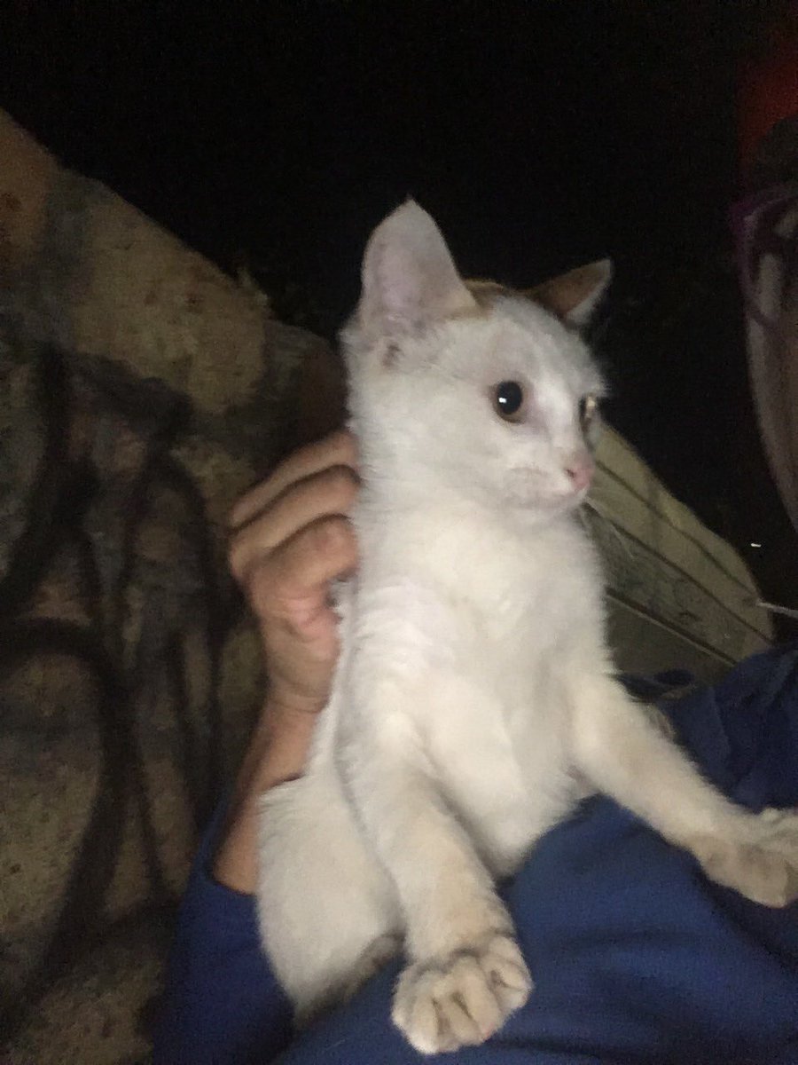 Hembra...
Debe tener 4 meses, entregó desparasitada interna y externamente.
Necesita familia con mucha paciencia ya que es desconfiada. 
Tiene chasquilla 😅

(Depto malla en todas las ventanas y balcón obligatorio)

Quinta Normal