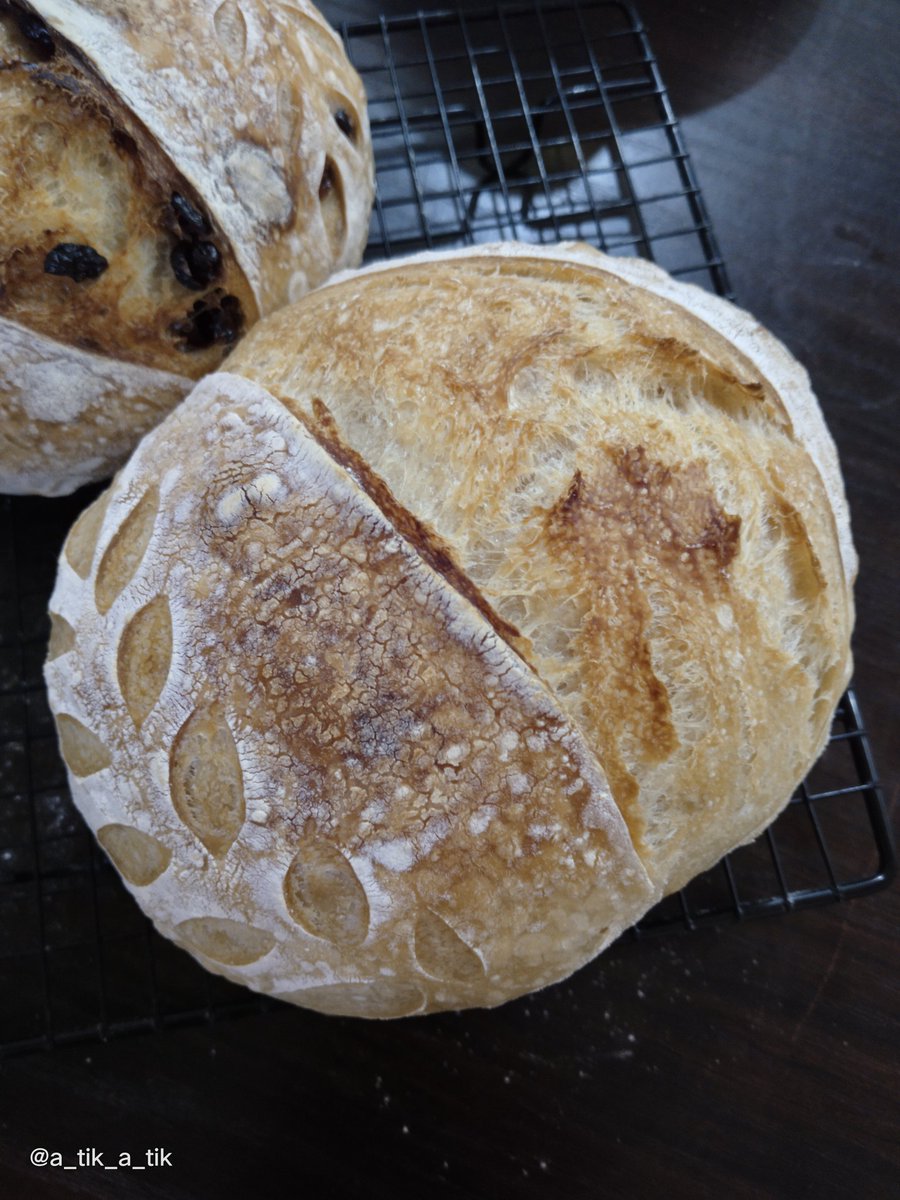 GitaNaya's tweet image. Original and Cranberries SD bread.
.
.
#cranberriessourdoughbread #sourdoughbread #rusticbread