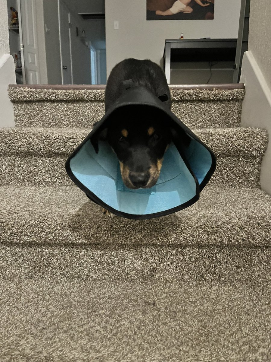 _hello_joe's tweet image. Just me and my little Sith lord tonight