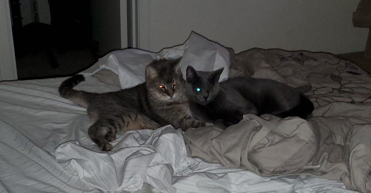 Tschilarious's tweet photo. @TrainWithBain I'm sorry for your loss. My photo is poor quality but I really had to sneak around to capture my cats (Forty and Leela) being cuddly together. https://t.co/mE1MEmlt7q