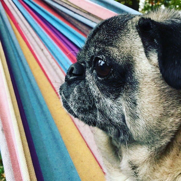 Thank you to ⁦@HamiltonPug⁩ for creating and maintaining #pugchat all of these years. I have really enjoyed meeting the online pug community, who still bring a smile, and all the fun photos/videos. Thanks for all the great memories!