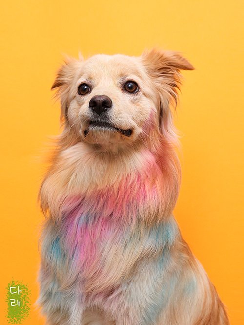 사랑하지 않응 수 잇나