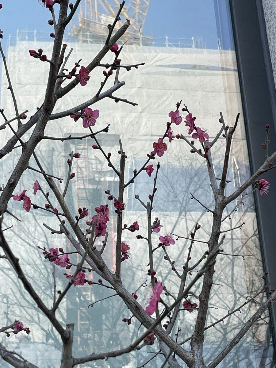 march 2nd! first plum blossoms ive seen in seoul this year 🌸 spring is here!