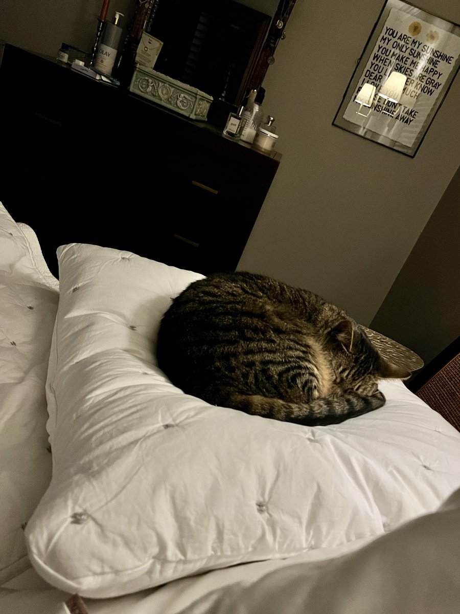 VelvetDevil9's tweet image. #Introverting #Spencer🐯 she/her #CatsOfTwitter #Cats