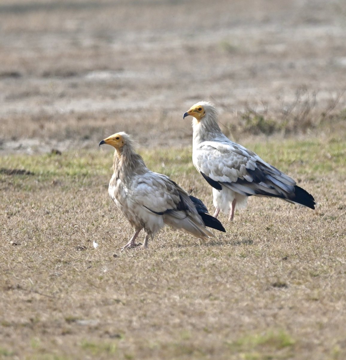 #1072 Egyptian Vulture!!

#Two2Tango

#dailypic #IndiAves #TwitterNatureCommunity #birdwatching #BirdsSeenIn2023 #ThePhotoHour #BBCWildlifePOTD #natgeoindia