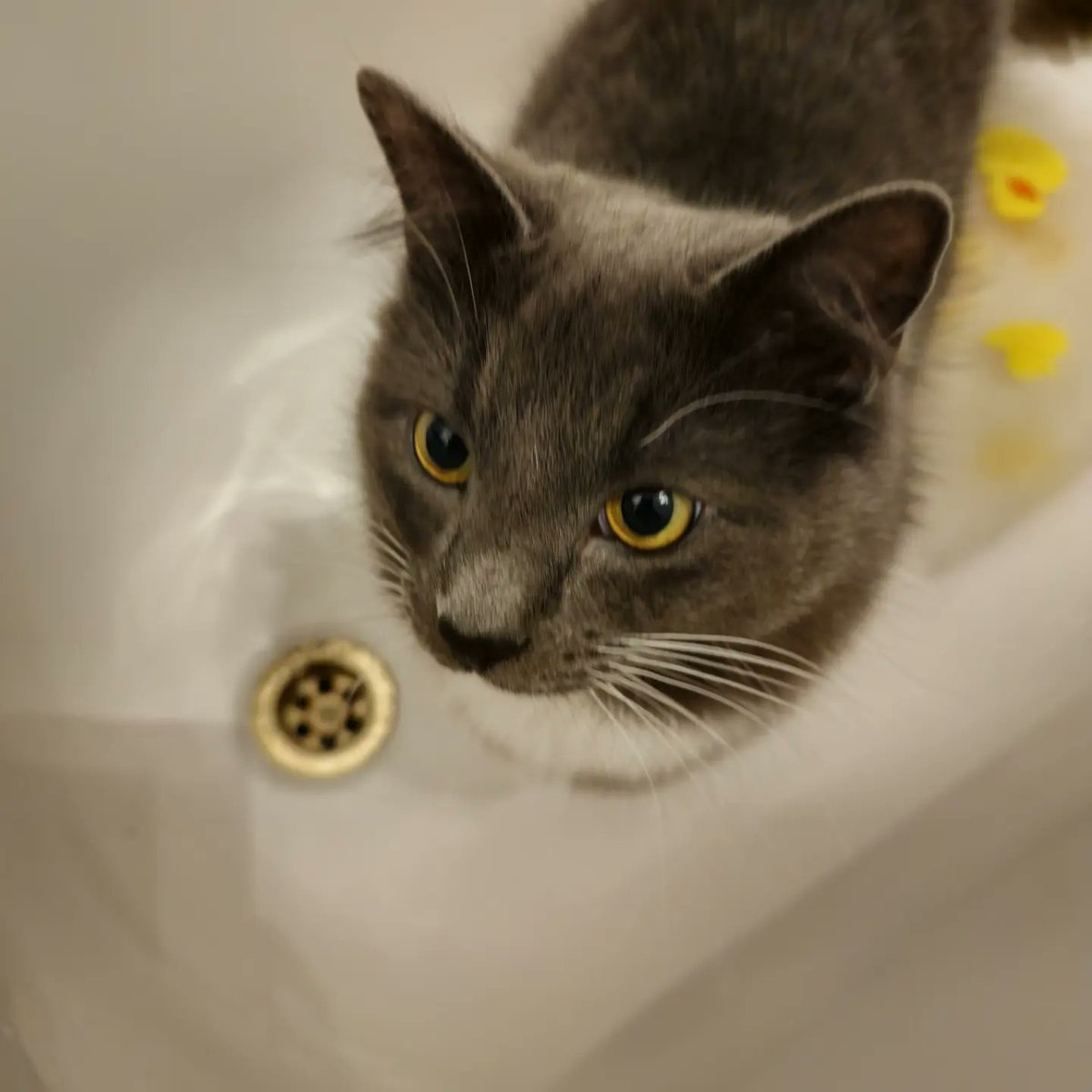 Chris Noble tweet media