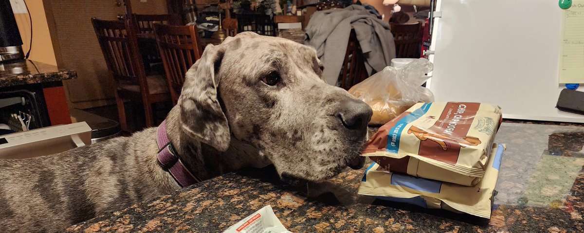 _GJK_'s tweet image. #greatdaneproblems - nothing is safe if it&apos;s not up high. Island is just over 3ft high. Lola doesn&apos;t even have to get on her tippy toes. She&apos;s a food sniper when things are left here. 
@dogcelebration
#lolagrace #greatdanesrule #dogchat #bigdogproblems