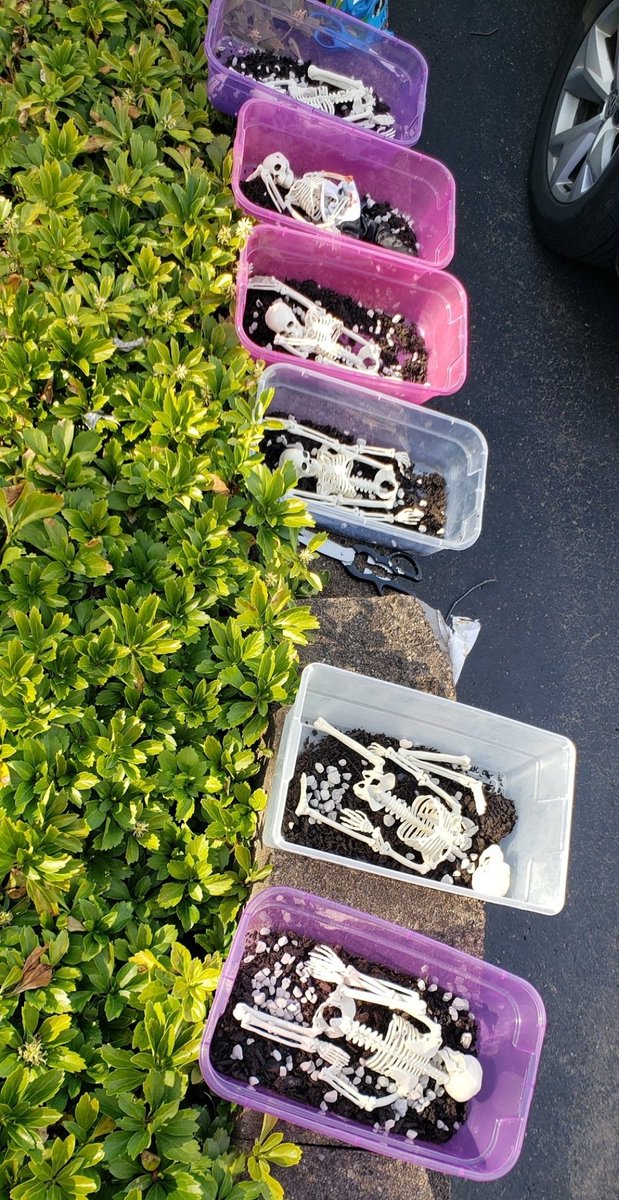 cbuckner1225's tweet photo. Excavating skeletons today in #SUPAforensics. My 10 year old helped me make these buried skeleton tubs last year. https://t.co/DOaJNHnDOm