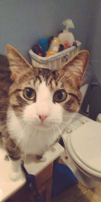 Loki https://t.co/Ren3EgWjrG