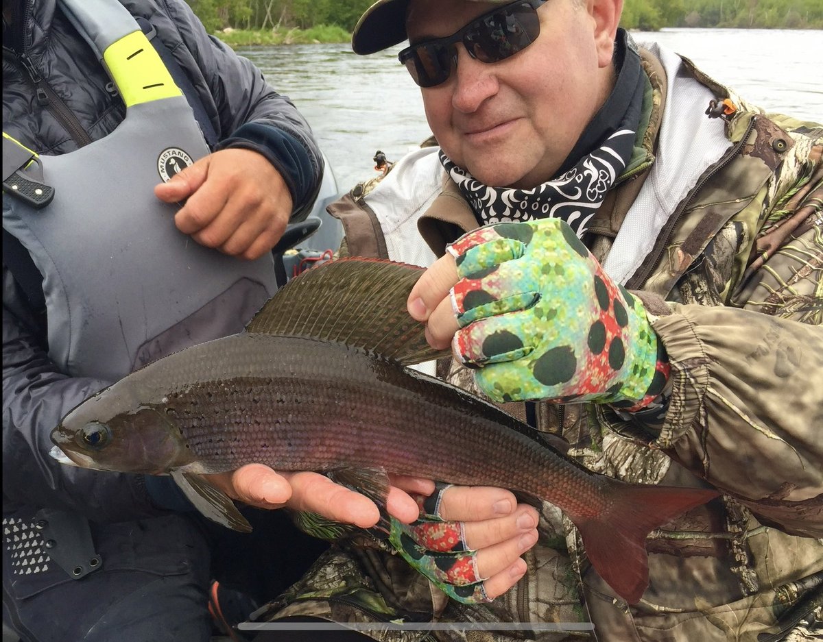 Gotta Love 18” Arctic Grayling from Saskatchewan #CreeRiverLodge #ExploreSask